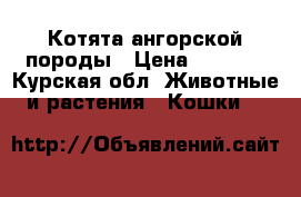 Котята ангорской породы › Цена ­ 2 000 - Курская обл. Животные и растения » Кошки   